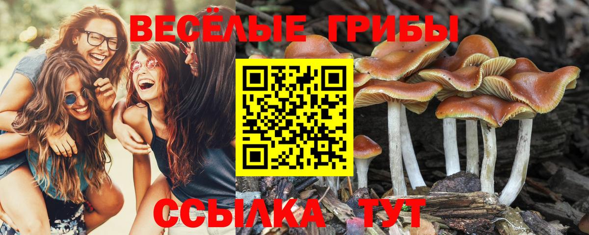 Галлюциногенные грибы Psilocybine cubensis  Вход с VPN  Пугачёв 
